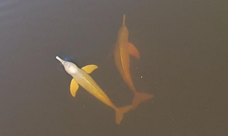 Дельфины реки Арагуая
