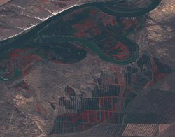 Снимки из космоса показали в лесном фонде Волгоградской области «лысые» места