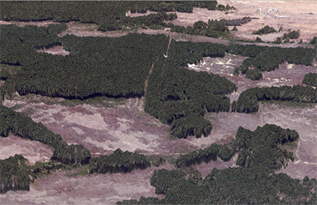 . Трехмерное отображение фрагмента цифровой модели высот деревьев, полученной по тандемной паре радарных снимков TerraSAR-X/TanDEM-X с наложением на нее оптического снимка.