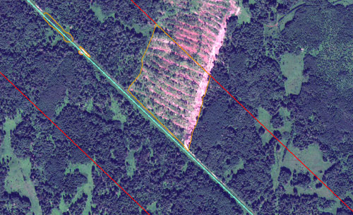 Участок рубки леса в буферной зоне магистрального газопровода